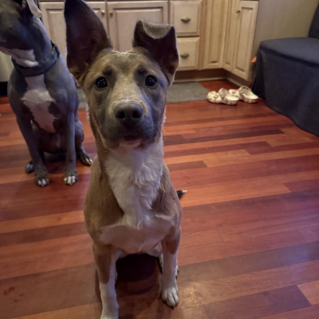 Artemis, ADOPTABLE, Young Female Shepherd.