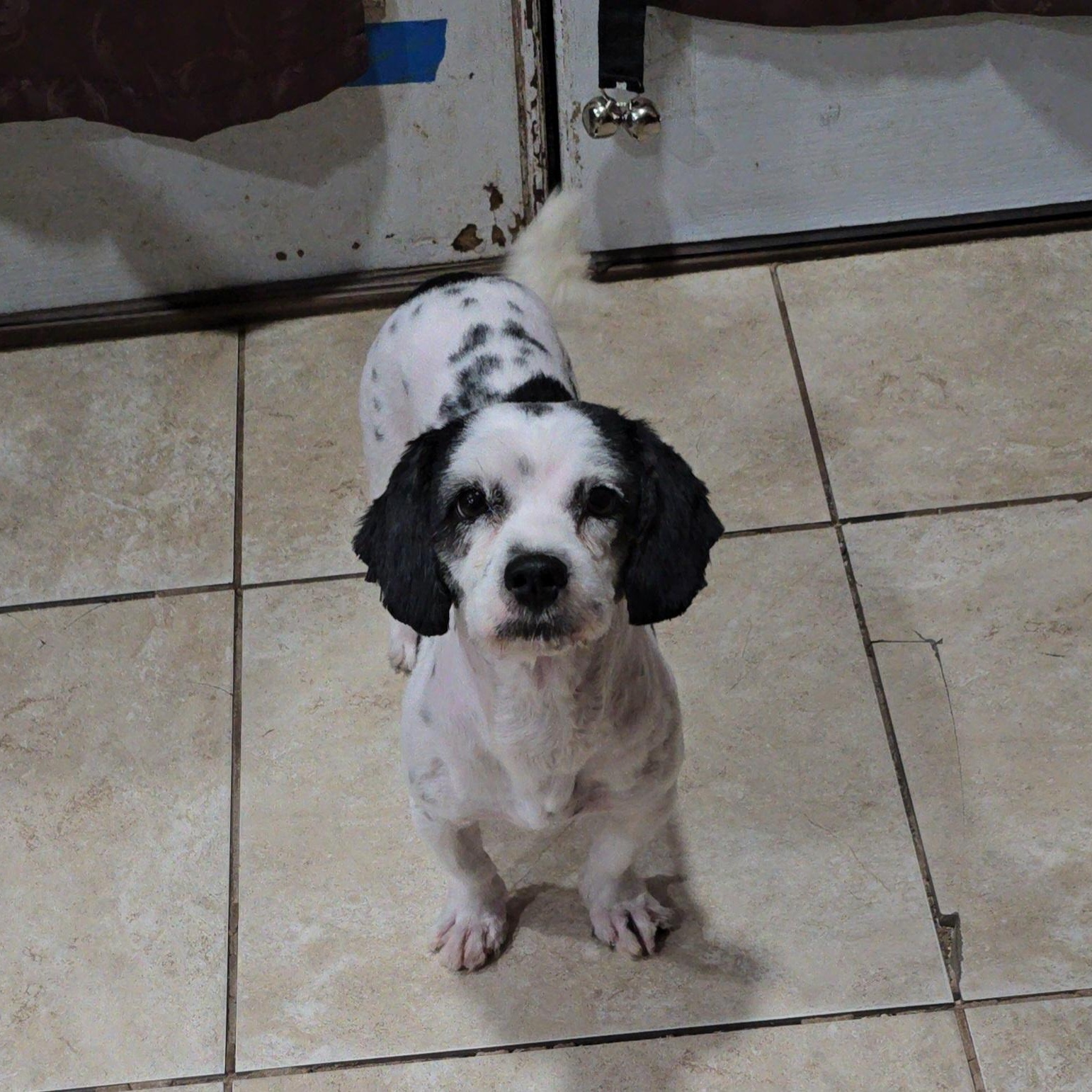 Nugget, a Adoptable mixed breed in Jay, NY image 2/4