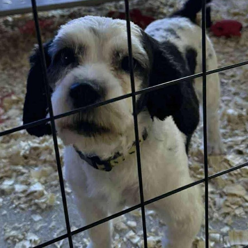 Nugget, a Adoptable mixed breed in Jay, NY image 1/4