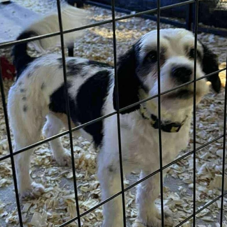 Nugget, a Adoptable mixed breed in Jay, NY image 3/4