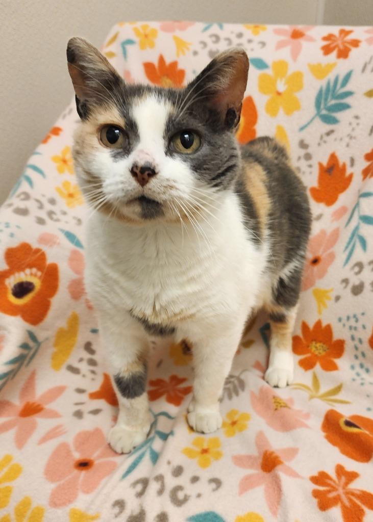 Anastasia, Adoptable, Adult Female Domestic Short Hair.