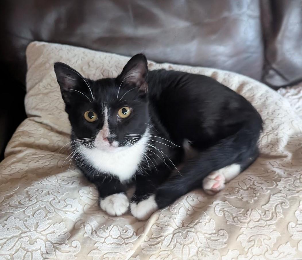 Enlarge EUGENE - SWEET YOUNG TUXEDO RESCUED FROM KILL SHELTER, a ADOPTABLE Tuxedo in Plano, TX image 1/1