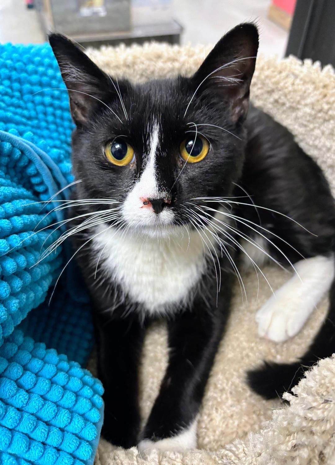EUGENE - SWEET YOUNG TUXEDO RESCUED FROM KILL SHELTER, ADOPTABLE, Young Male Tuxedo.
