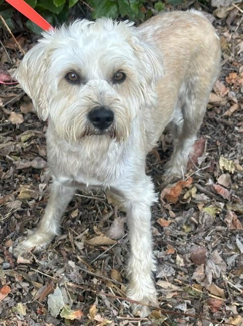 TOMAS, a ADOPTABLE mixed breed in Bell Gardens, CA image 3/6