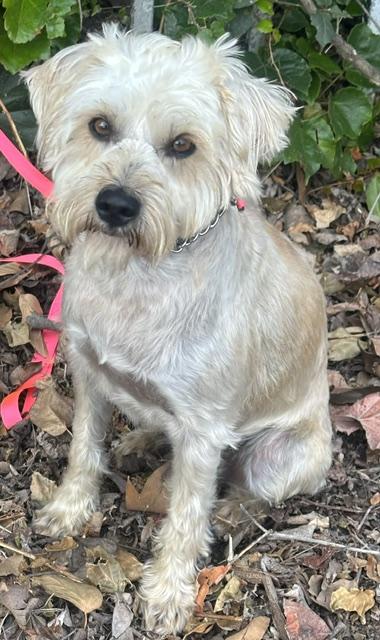 TOMAS, ADOPTABLE, Young Male Miniature Schnauzer.
