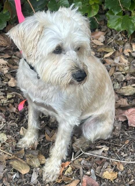 TOMAS, a ADOPTABLE mixed breed in Bell Gardens, CA image 4/6