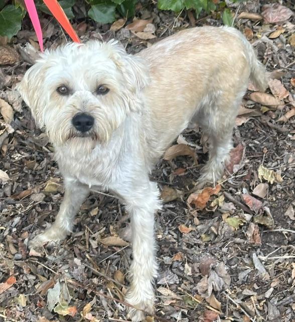 TOMAS, a ADOPTABLE mixed breed in Bell Gardens, CA image 5/6
