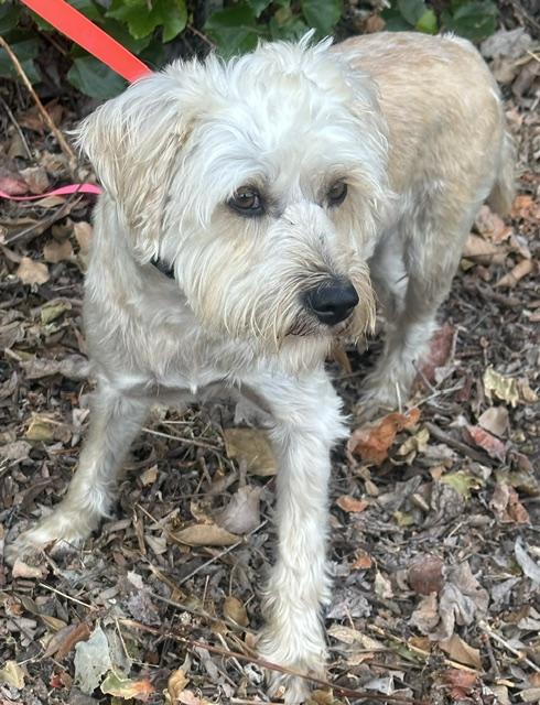 TOMAS, a ADOPTABLE mixed breed in Bell Gardens, CA image 2/6
