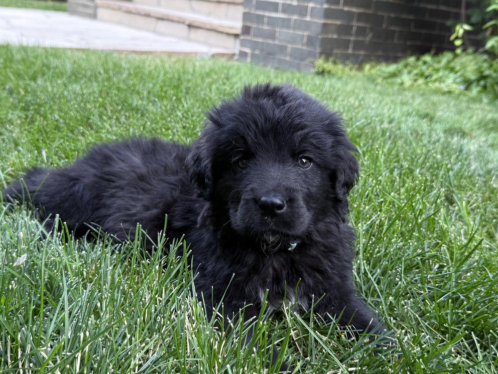 Enlarge Huntington Beach / Milky Way/ Charlie, a Adopted mixed breed in Broomfield, CO image 2/6