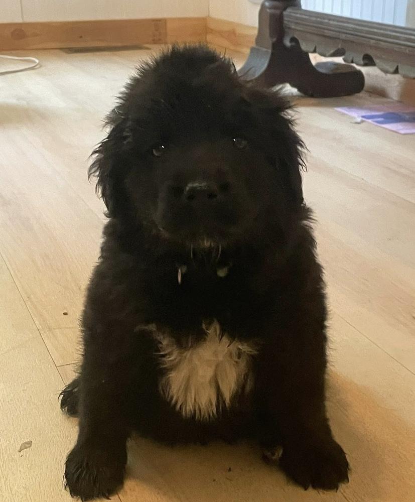 Enlarge Huntington Beach / Milky Way/ Charlie, a Adopted mixed breed in Broomfield, CO image 3/6