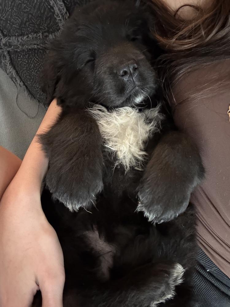 Enlarge Huntington Beach / Milky Way/ Charlie, a Adopted mixed breed in Broomfield, CO image 6/6