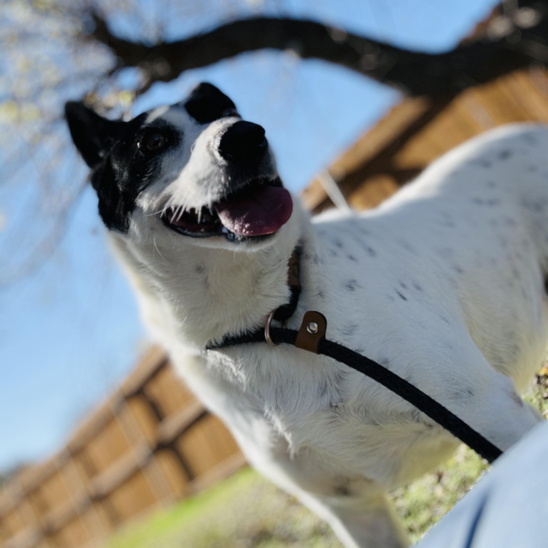Enlarge Opal, a Adoptable mixed breed in Justin, TX image 4/5