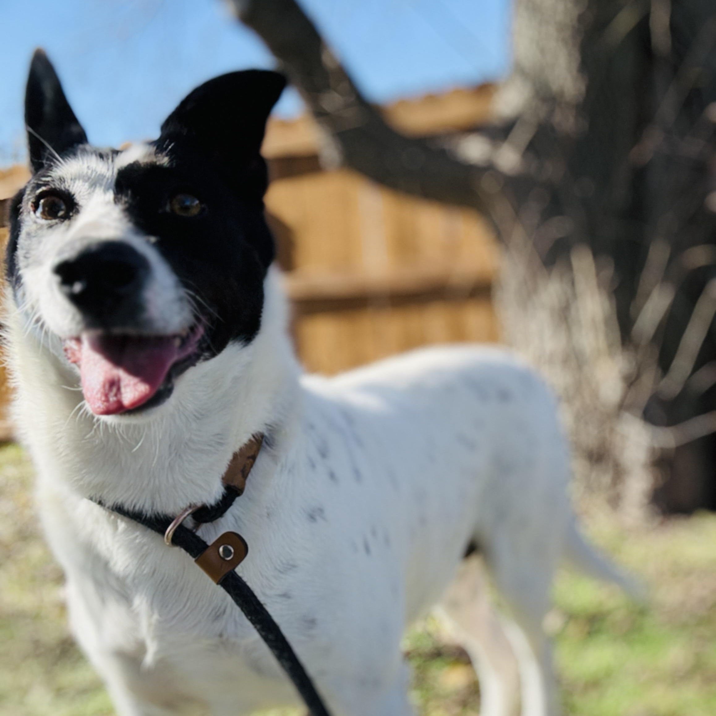 Enlarge Opal, a Adoptable mixed breed in Justin, TX image 3/5