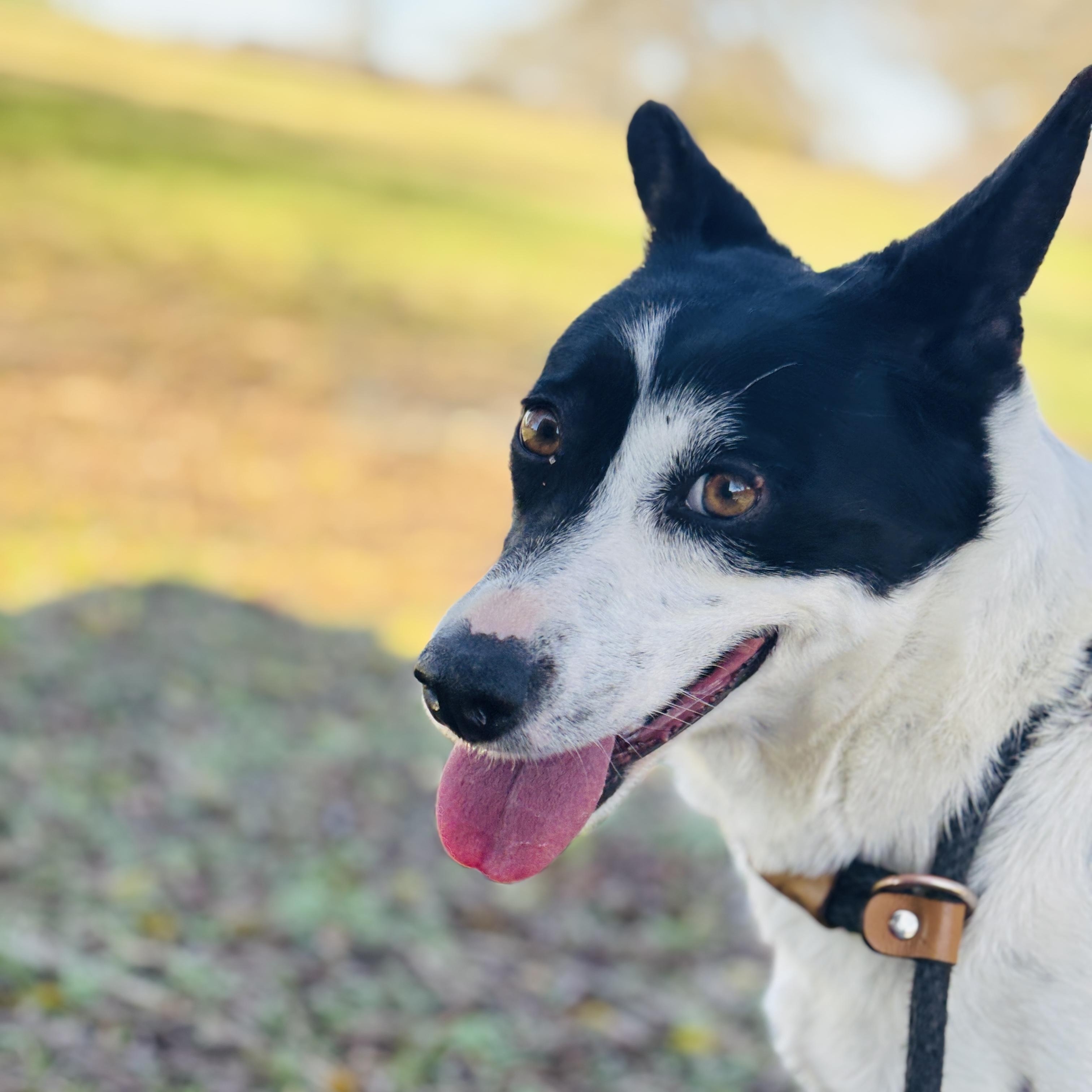 Enlarge Opal, a Adoptable mixed breed in Justin, TX image 5/5