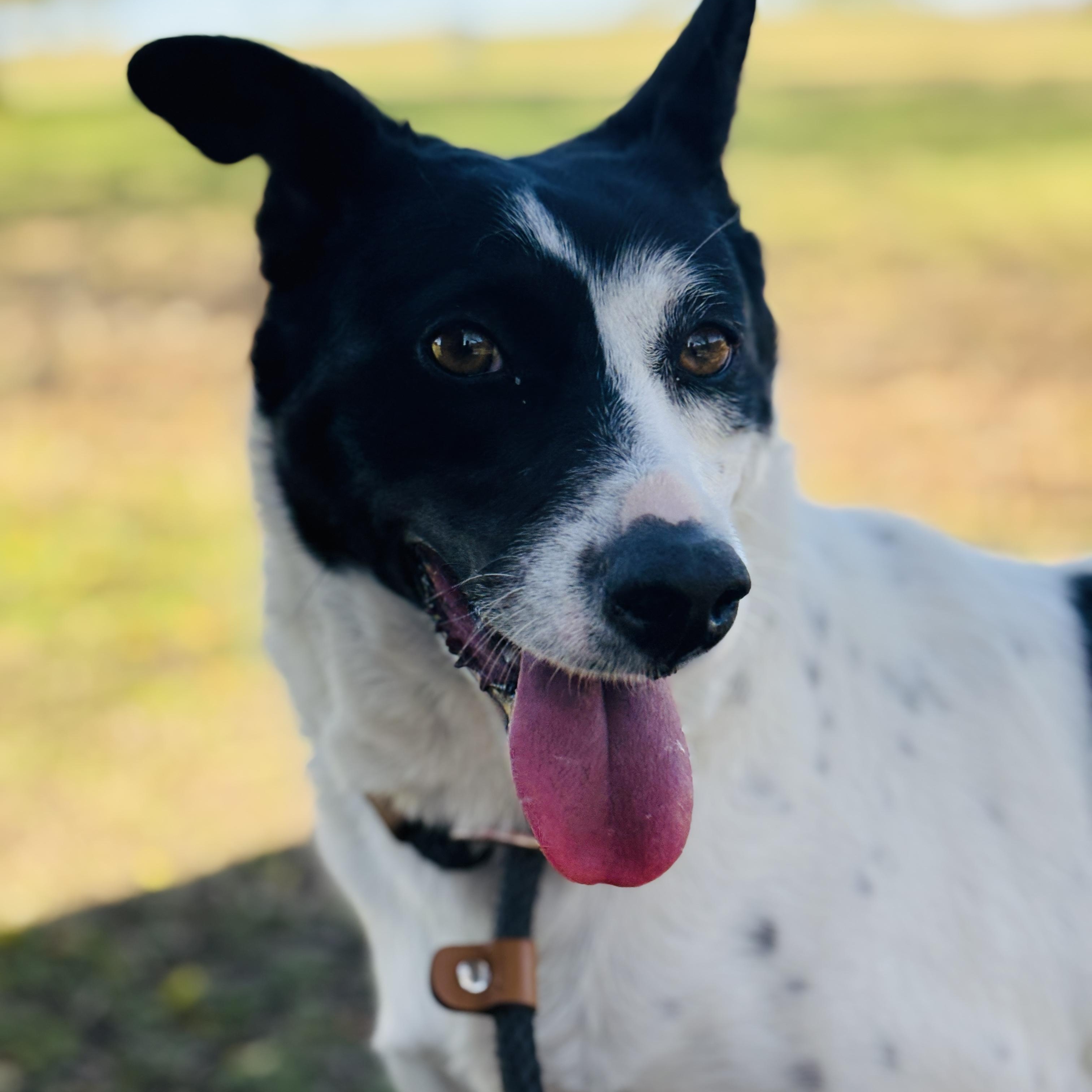 Enlarge Opal, a Adoptable mixed breed in Justin, TX image 2/5