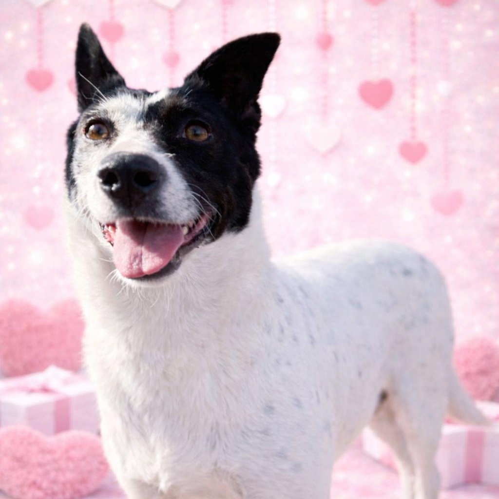 Enlarge Opal, a Adoptable mixed breed in Justin, TX image 1/5