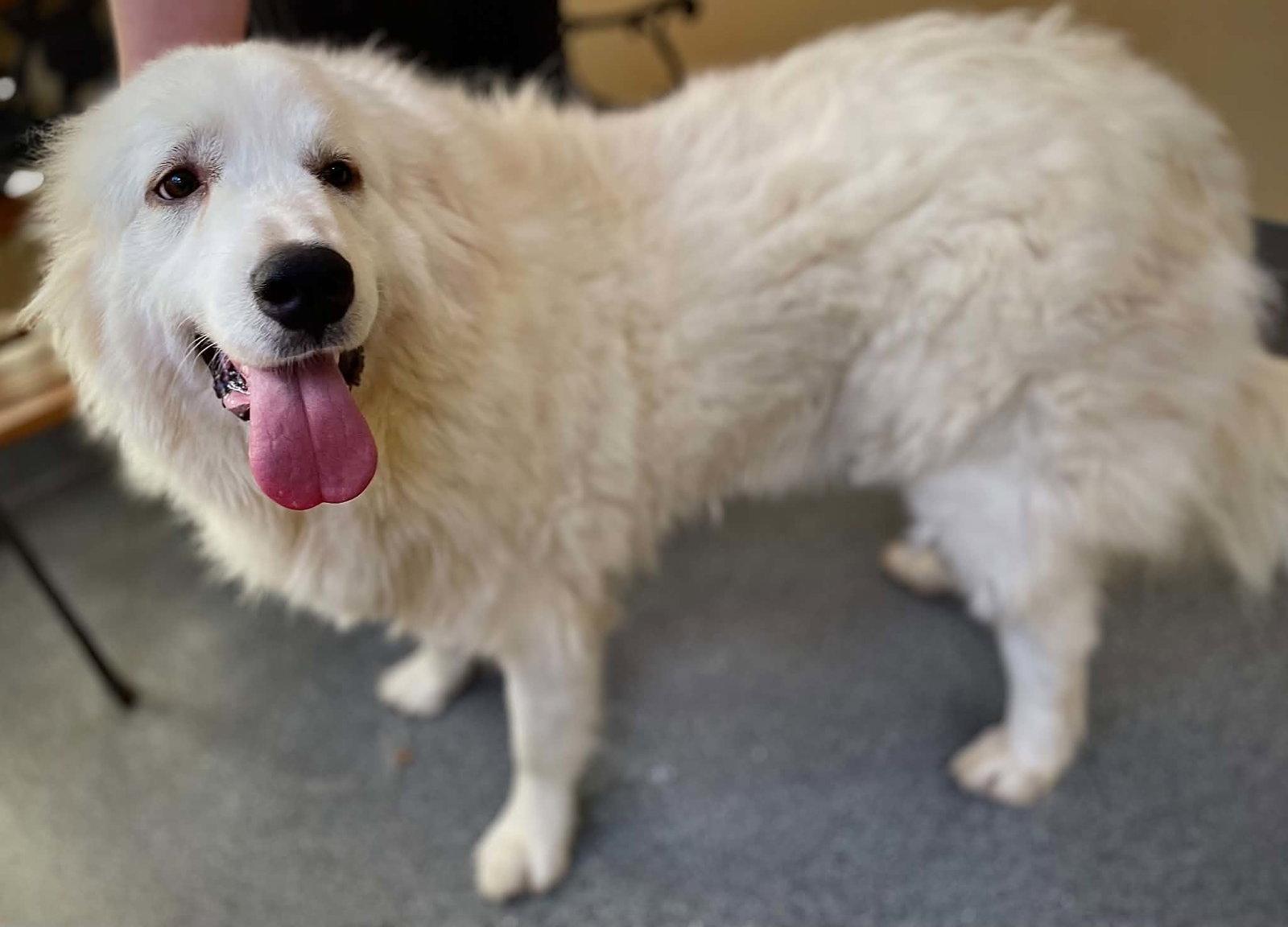 Enlarge Puddles, a Adopted Great Pyrenees in Covington, VA image 1/1