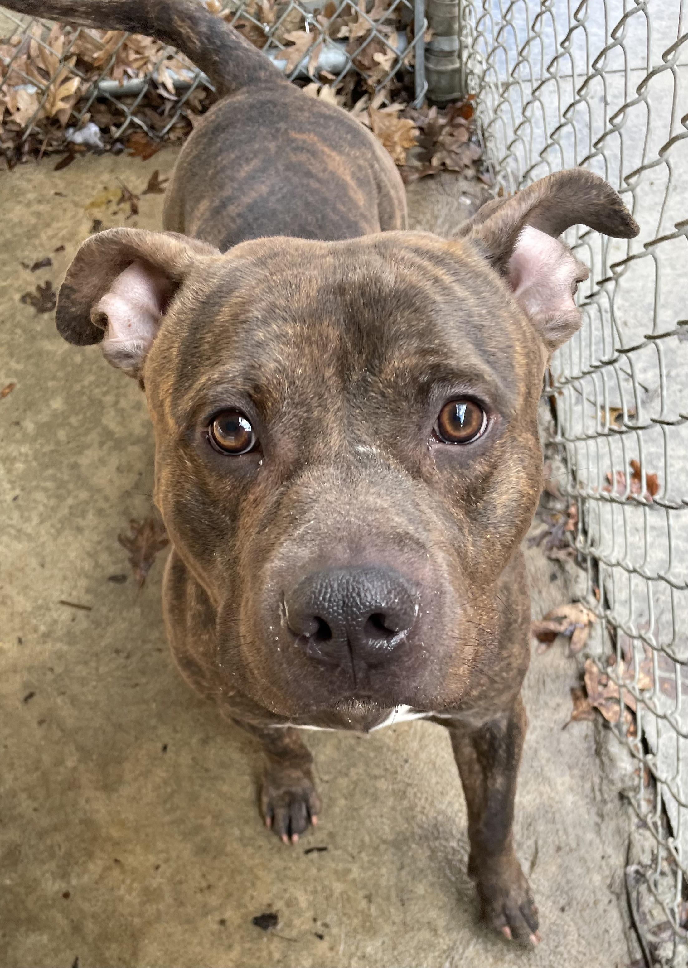 Enlarge Darth Vader ADOPTED, an adopted Pit Bull Terrier in Canton, OH image 2/3