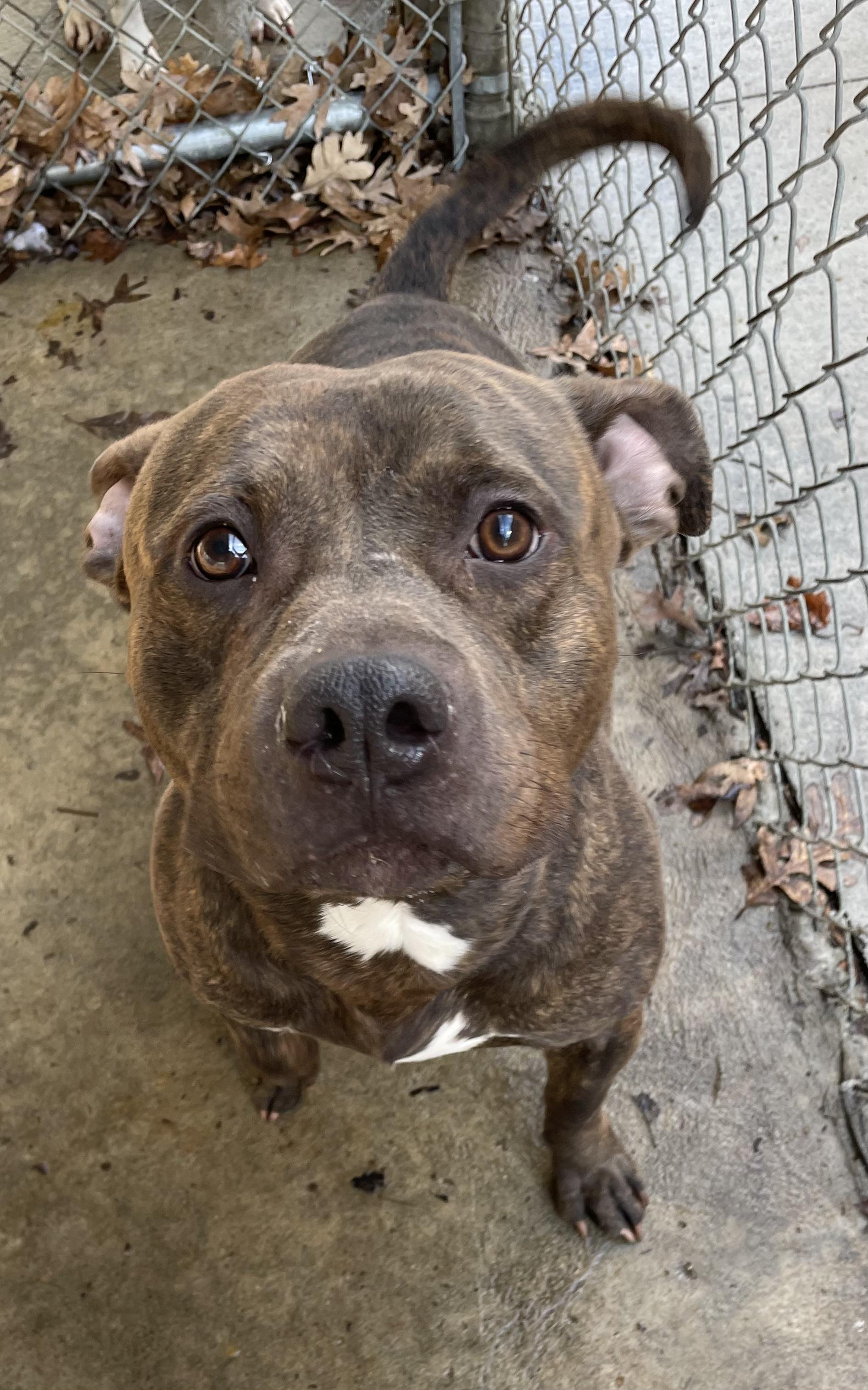 Darth Vader ADOPTED, adopted, Adult Male Pit Bull Terrier.