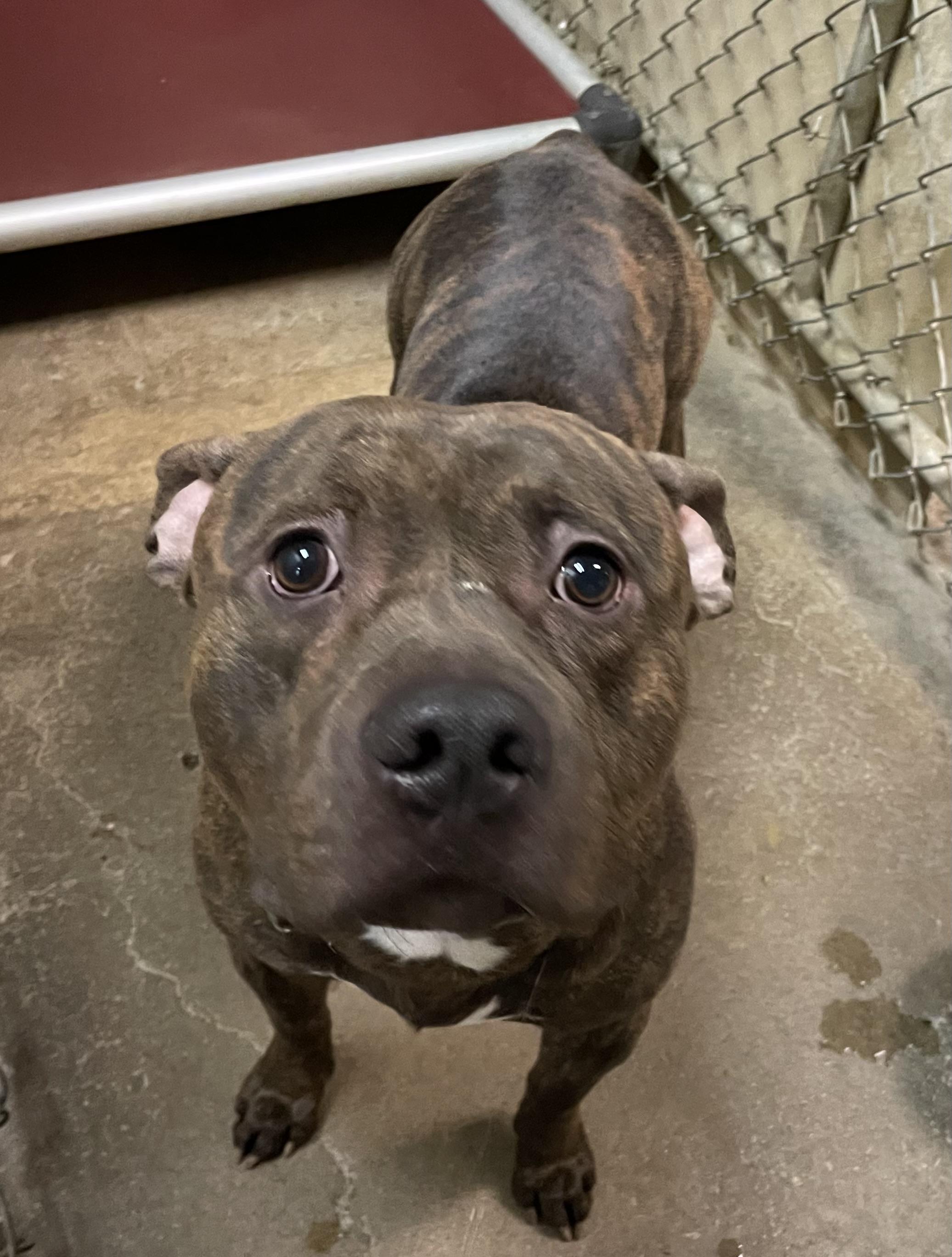 Enlarge Darth Vader ADOPTED, an adopted Pit Bull Terrier in Canton, OH image 3/3