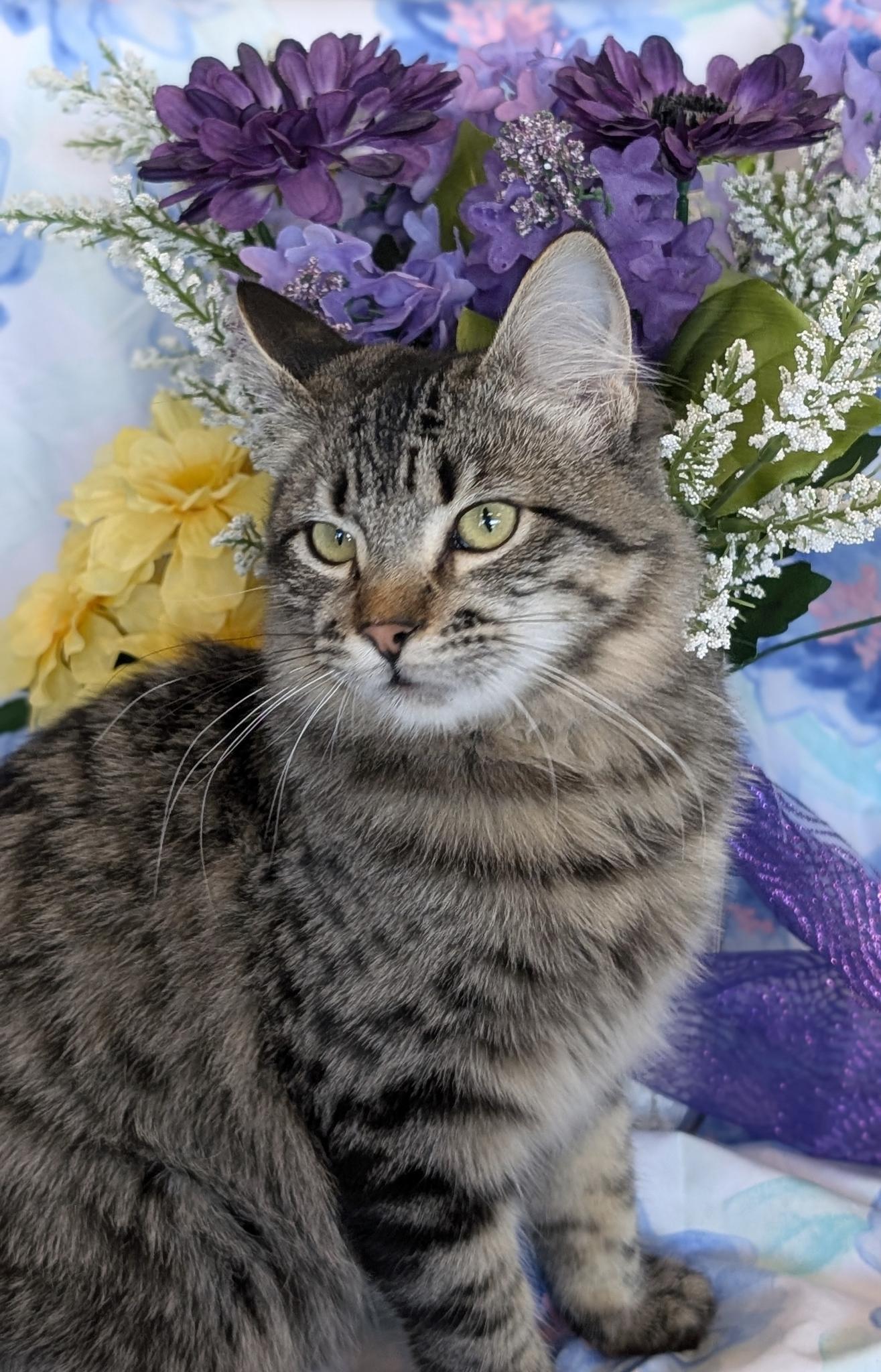 Piper, adopted, Young Female Domestic Medium Hair.