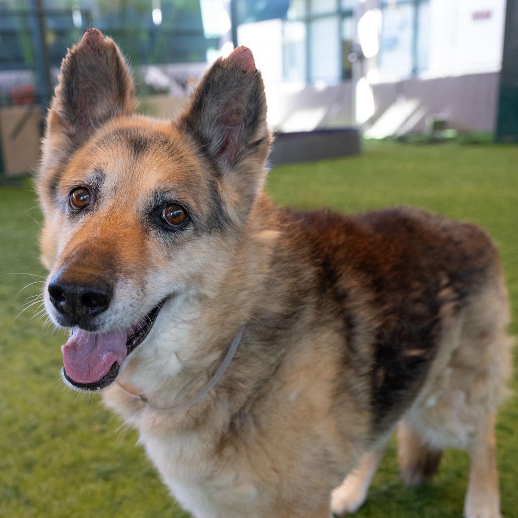 Mika, Adoptable, Senior Female German Shepherd Dog.