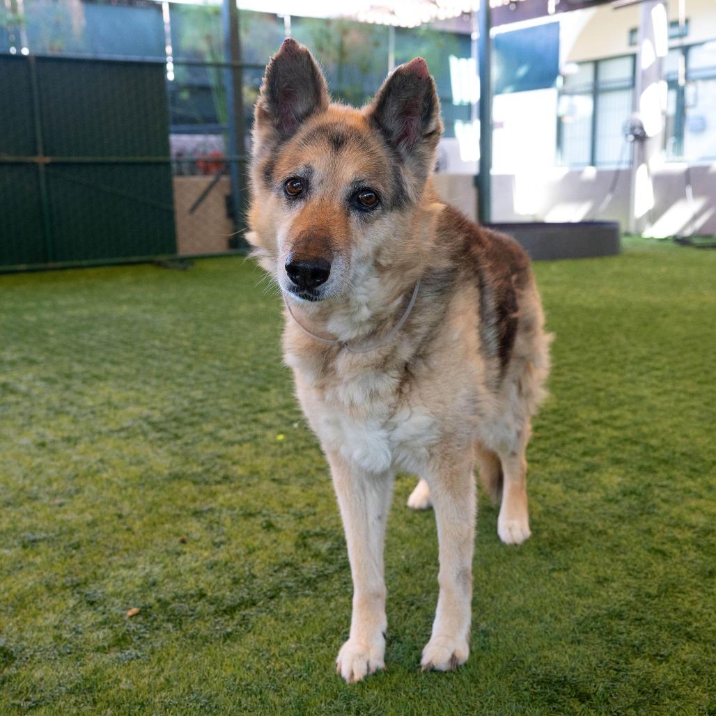 Enlarge Mika, a Adoptable German Shepherd Dog in Pasadena, CA image 2/4