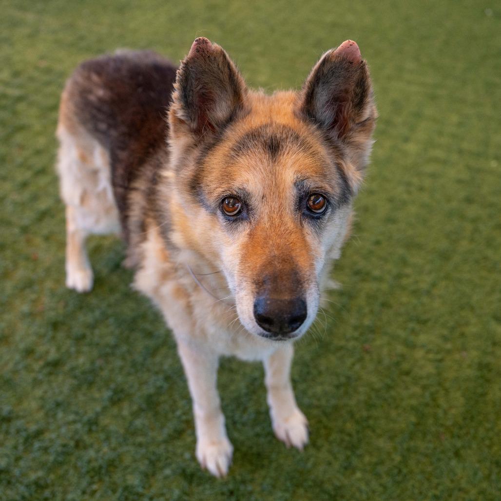 Enlarge Mika, a Adoptable German Shepherd Dog in Pasadena, CA image 3/4