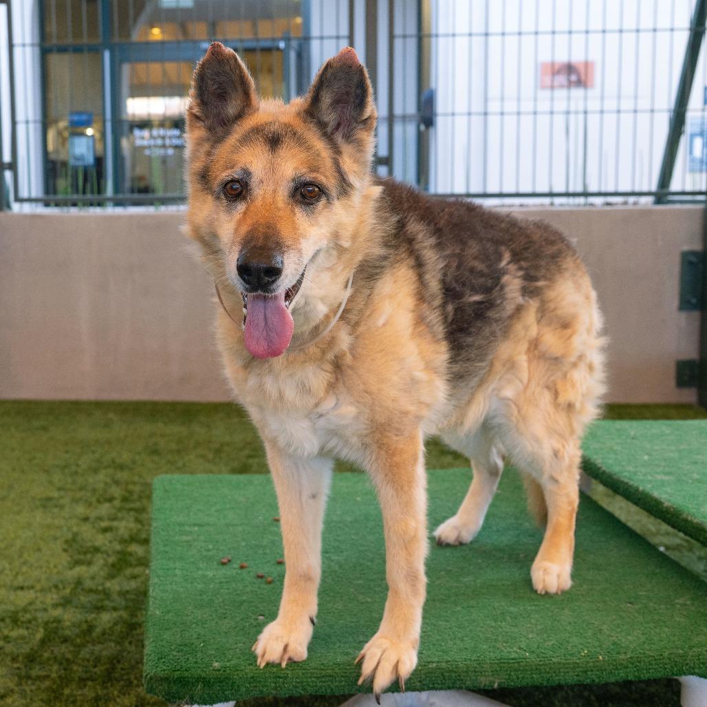 Enlarge Mika, a Adoptable German Shepherd Dog in Pasadena, CA image 4/4