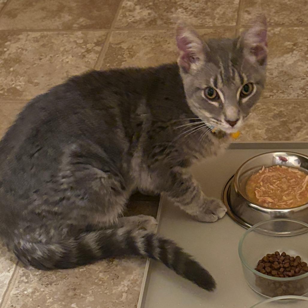 Kevin, Adoptable, Young Male Domestic Short Hair.