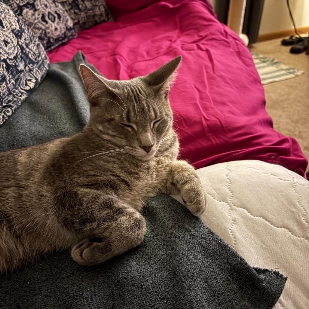 Kevin, a Adoptable Domestic Short Hair image 2/5