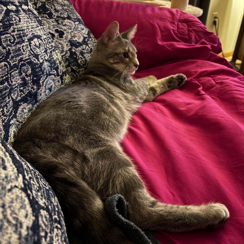 Kevin, a Adoptable Domestic Short Hair image 3/5