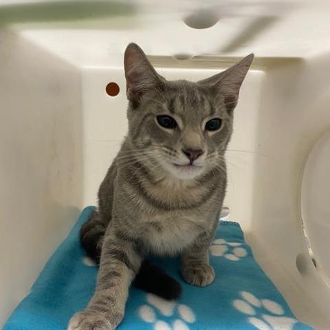 Kevin, a Adoptable Domestic Short Hair image 4/5