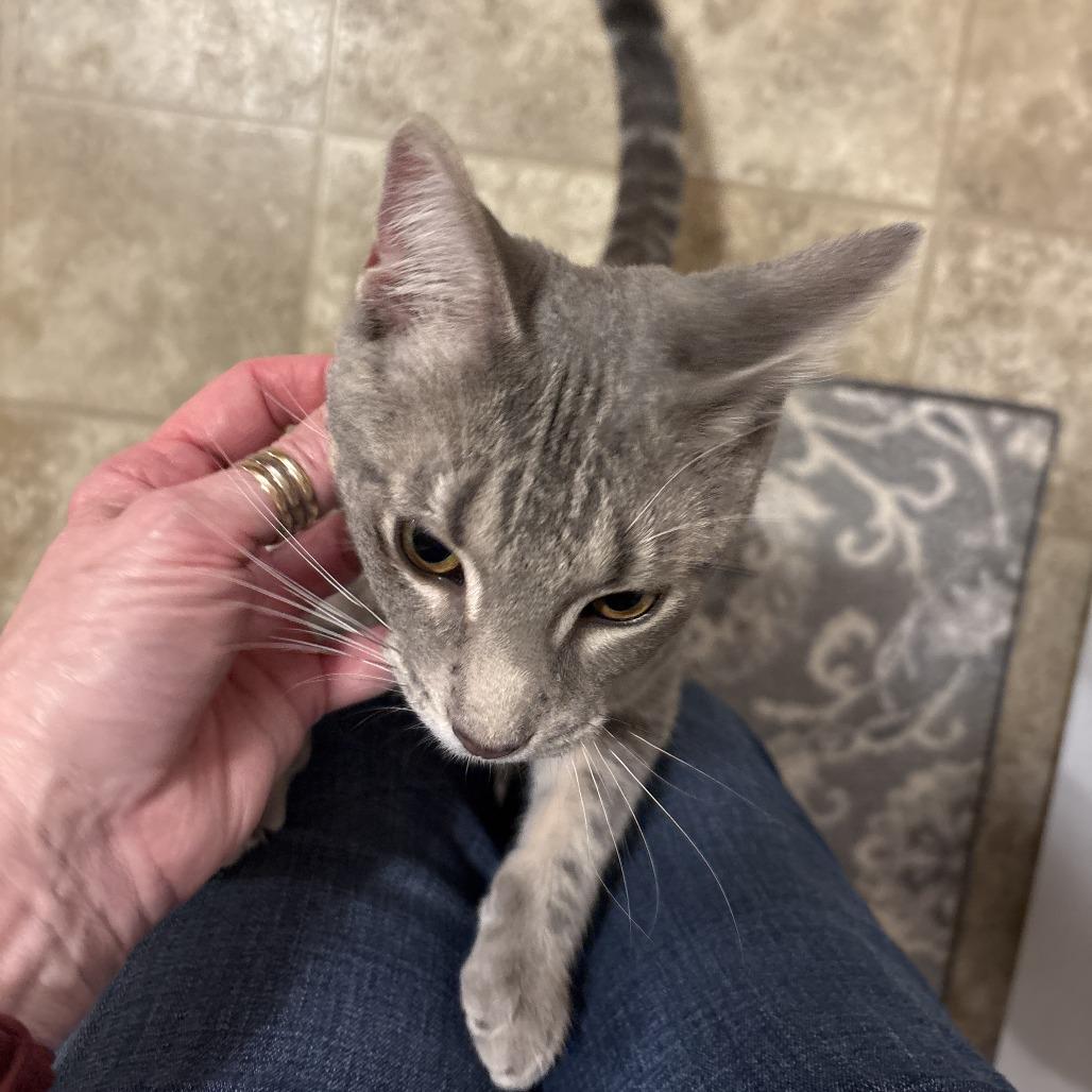 Kevin, a Adoptable Domestic Short Hair image 5/5