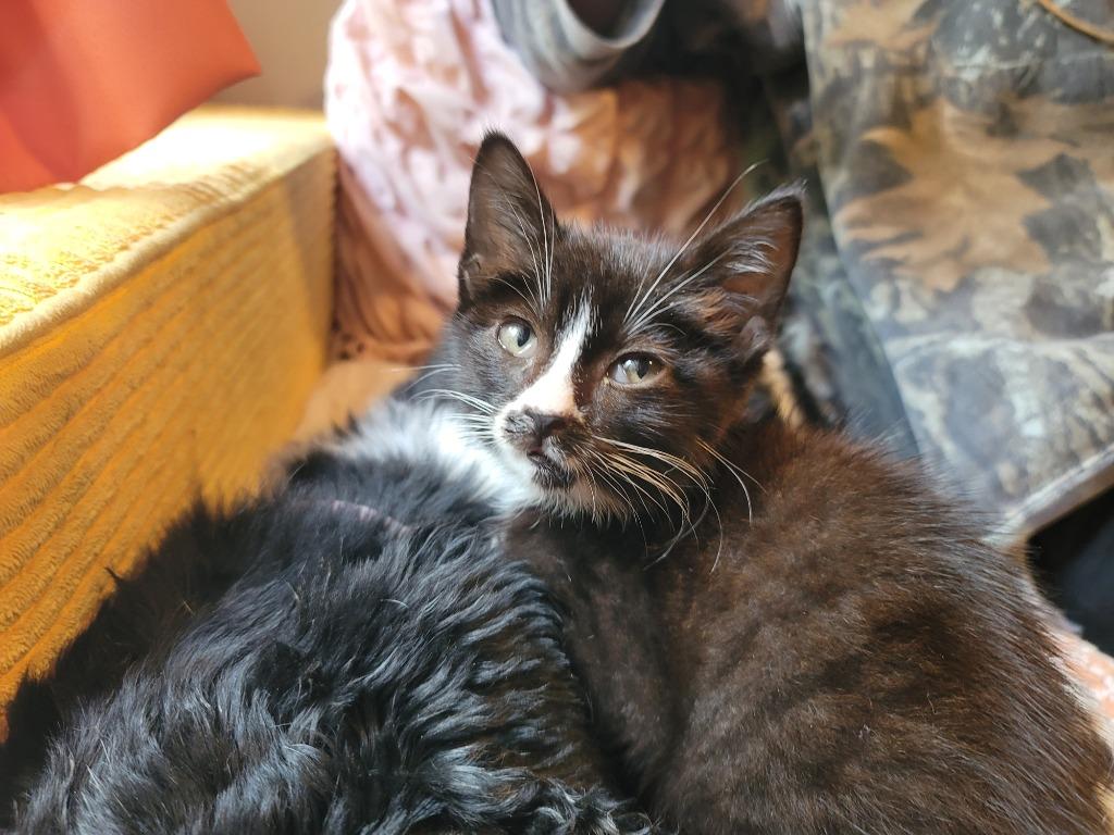 Tux, Adoptable, Kitten Male Domestic Short Hair.