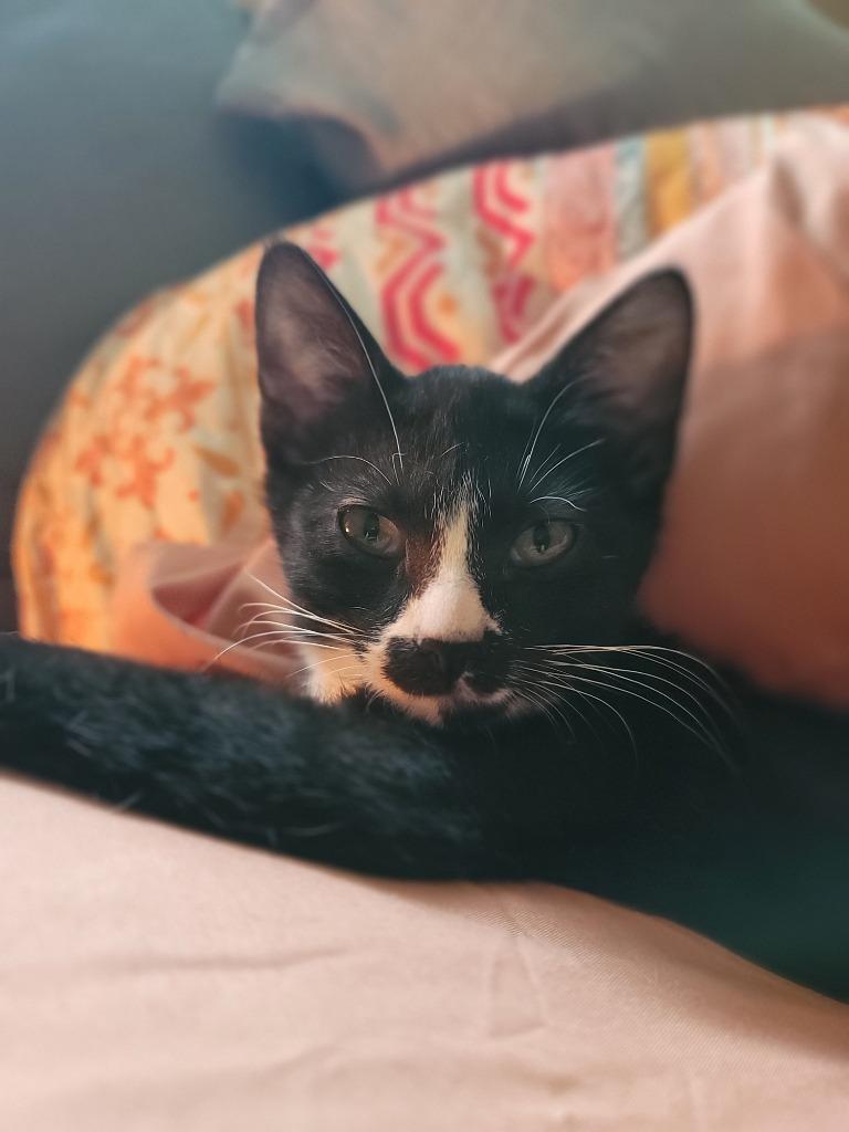 Tux, a Adoptable Domestic Short Hair in Nacogdoches, TX image 2/4