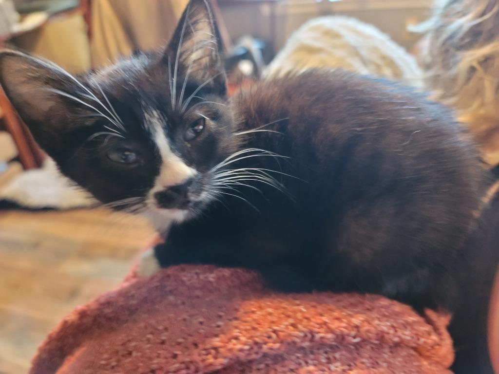 Tux, a Adoptable Domestic Short Hair in Nacogdoches, TX image 3/4