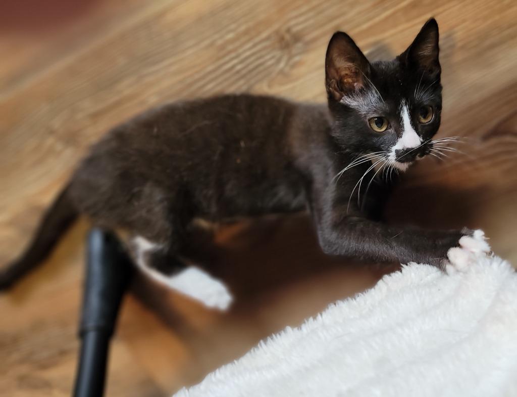Tux, a Adoptable Domestic Short Hair in Nacogdoches, TX image 4/4