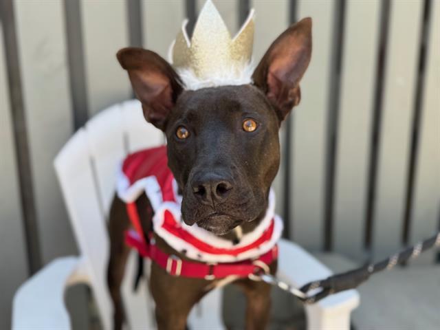 Buddy the Elf A432855