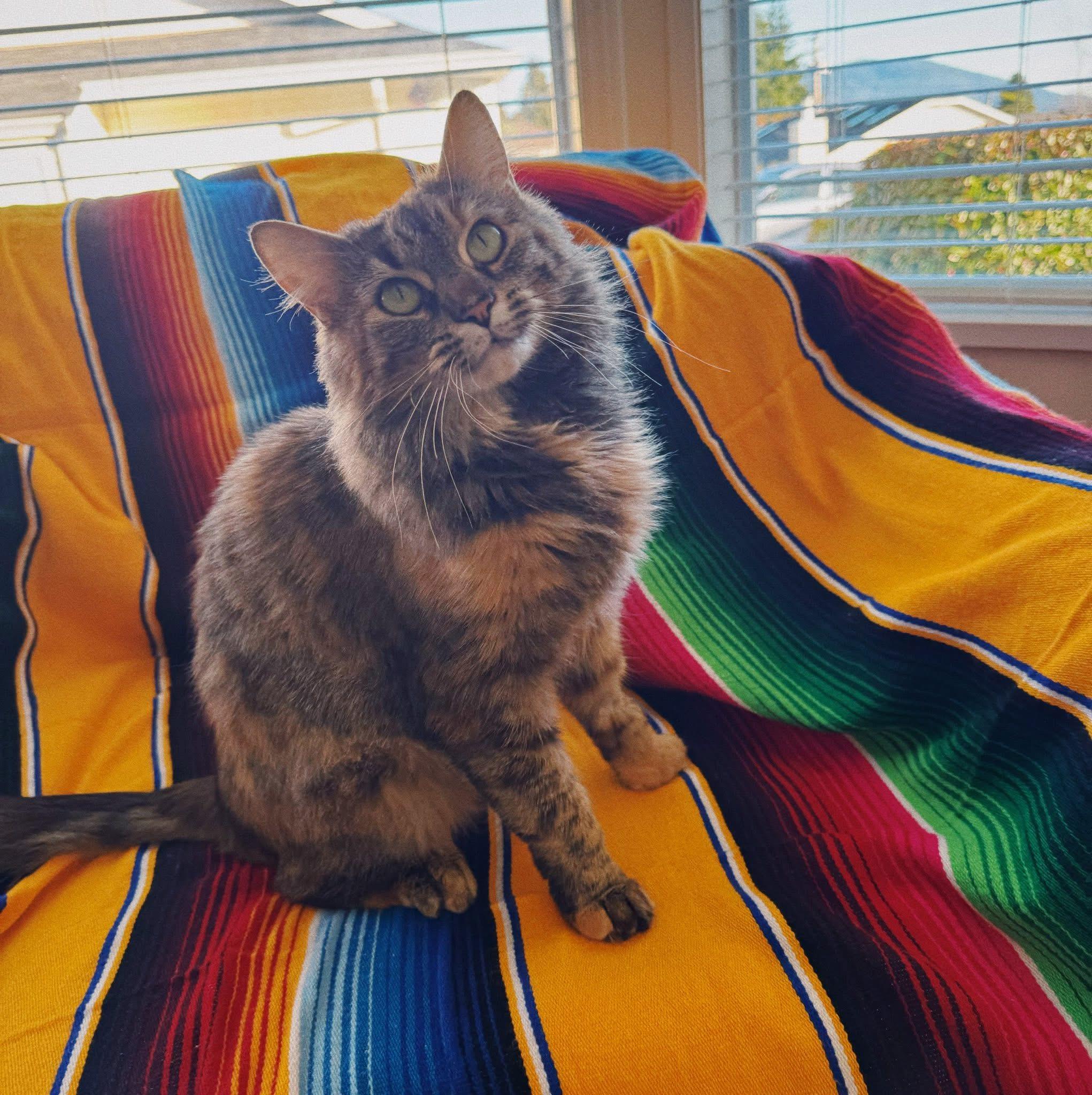 Enlarge Pawzee, a Adoptable Tortoiseshell in Roberts Creek, BC image 2/4