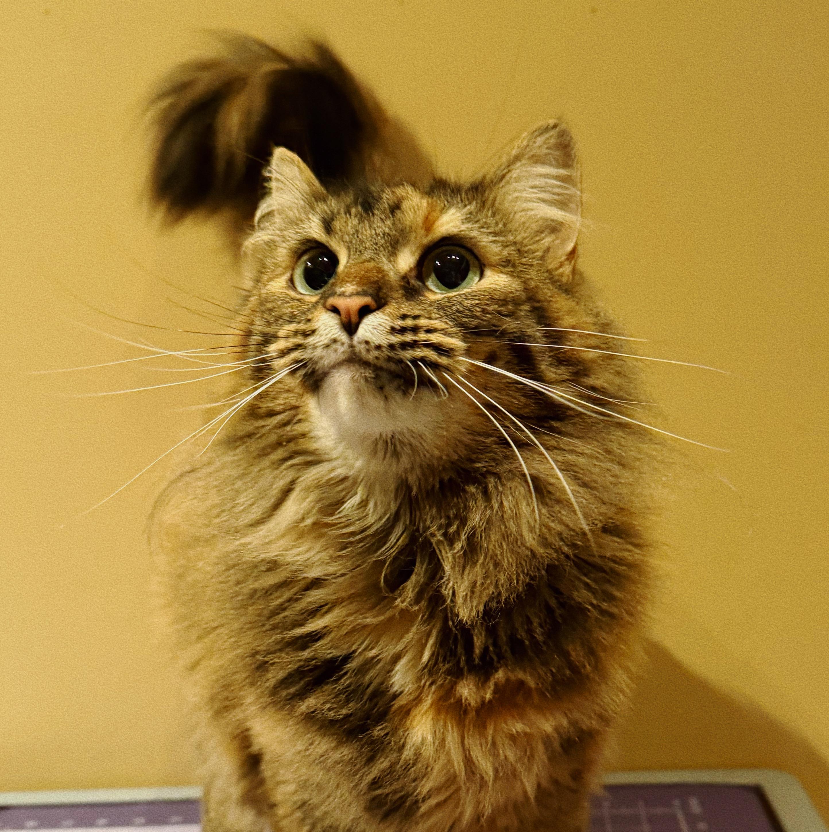 Pawzee, Adoptable, Young Female Tortoiseshell.