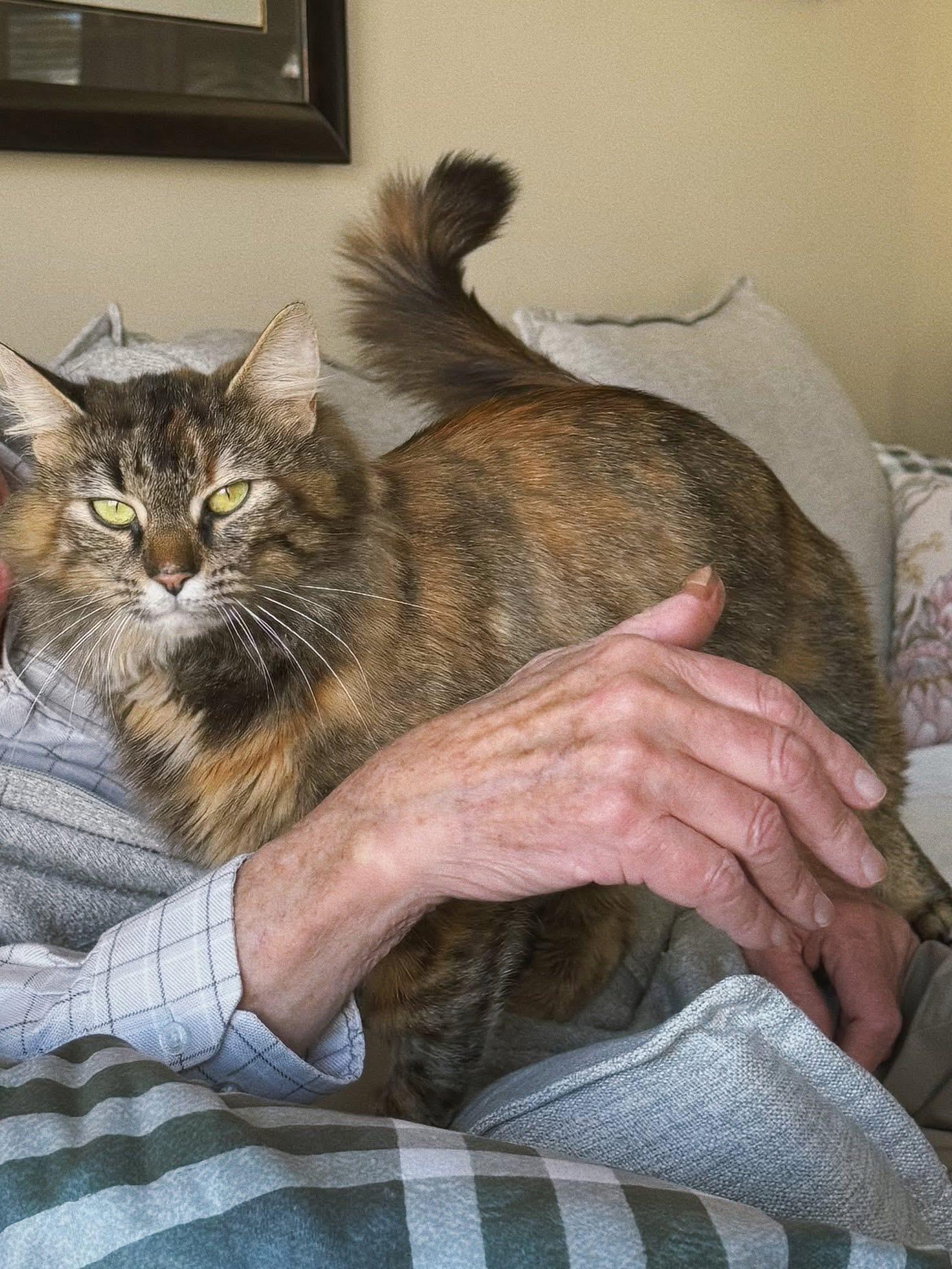 Enlarge Pawzee, a Adoptable Tortoiseshell in Roberts Creek, BC image 3/4