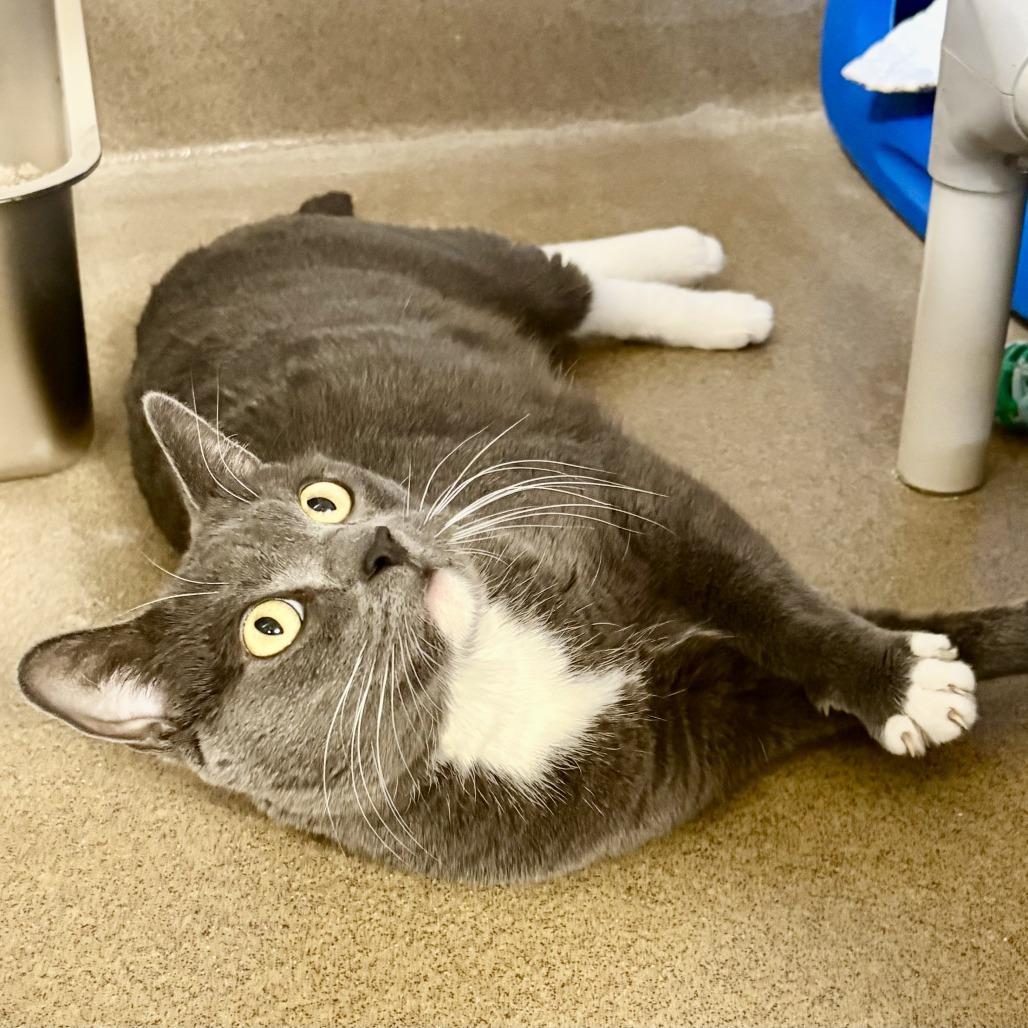 Smokey, Adoptable, Adult Male Domestic Short Hair.