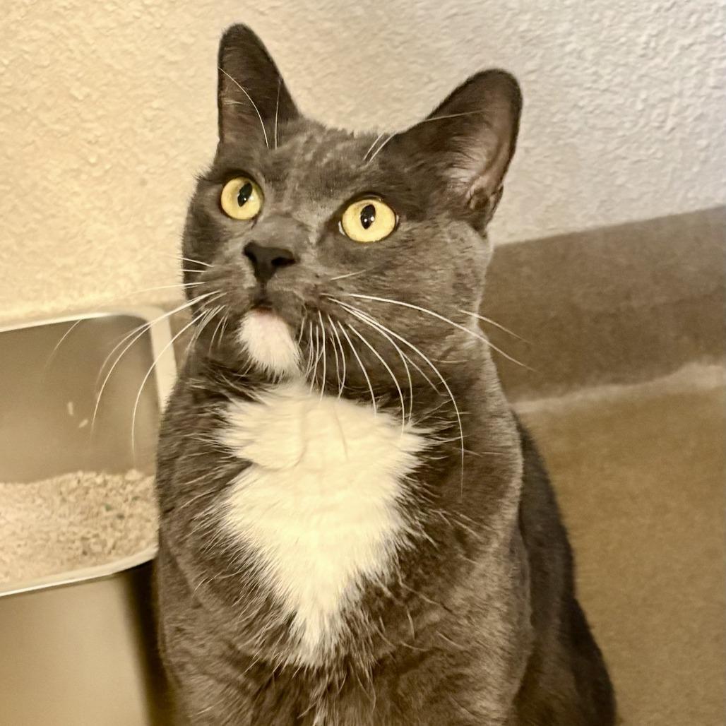 Enlarge Smokey, a Adoptable Domestic Short Hair in Riverside, CA image 2/6