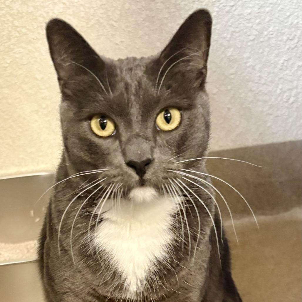 Enlarge Smokey, a Adoptable Domestic Short Hair in Riverside, CA image 3/6
