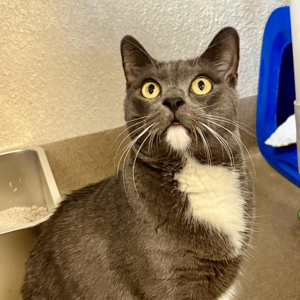 Enlarge Smokey, a Adoptable Domestic Short Hair in Riverside, CA image 4/6