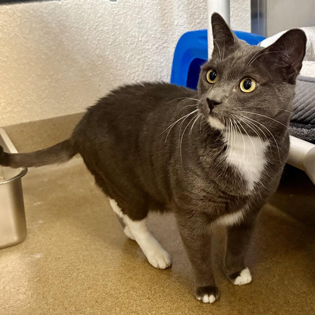 Enlarge Smokey, a Adoptable Domestic Short Hair in Riverside, CA image 5/6