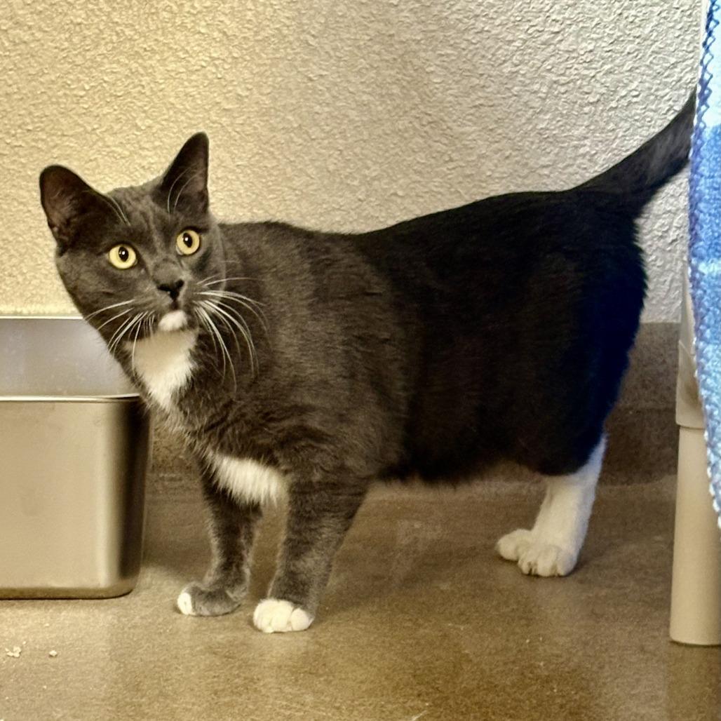Enlarge Smokey, a Adoptable Domestic Short Hair in Riverside, CA image 6/6