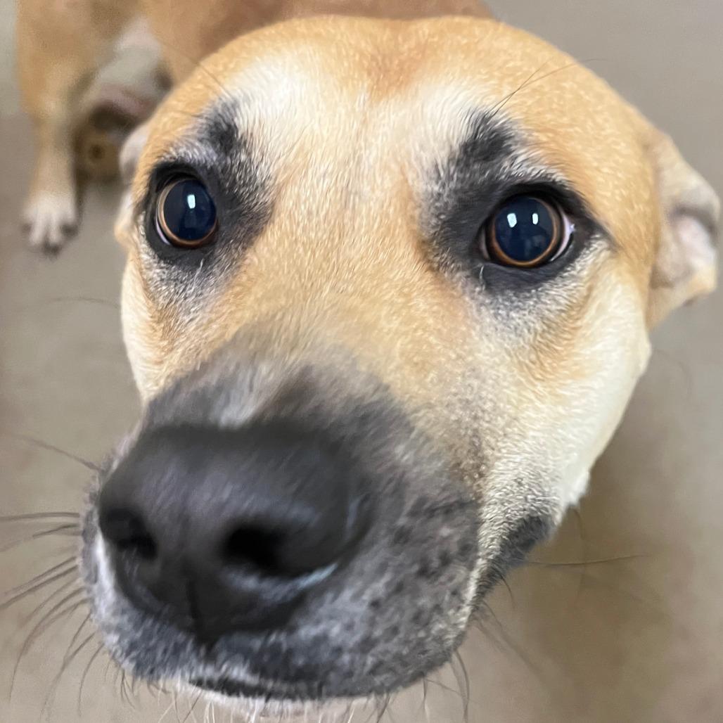Enlarge Elijah, a Adoptable mixed breed in Palestine, TX image 1/1