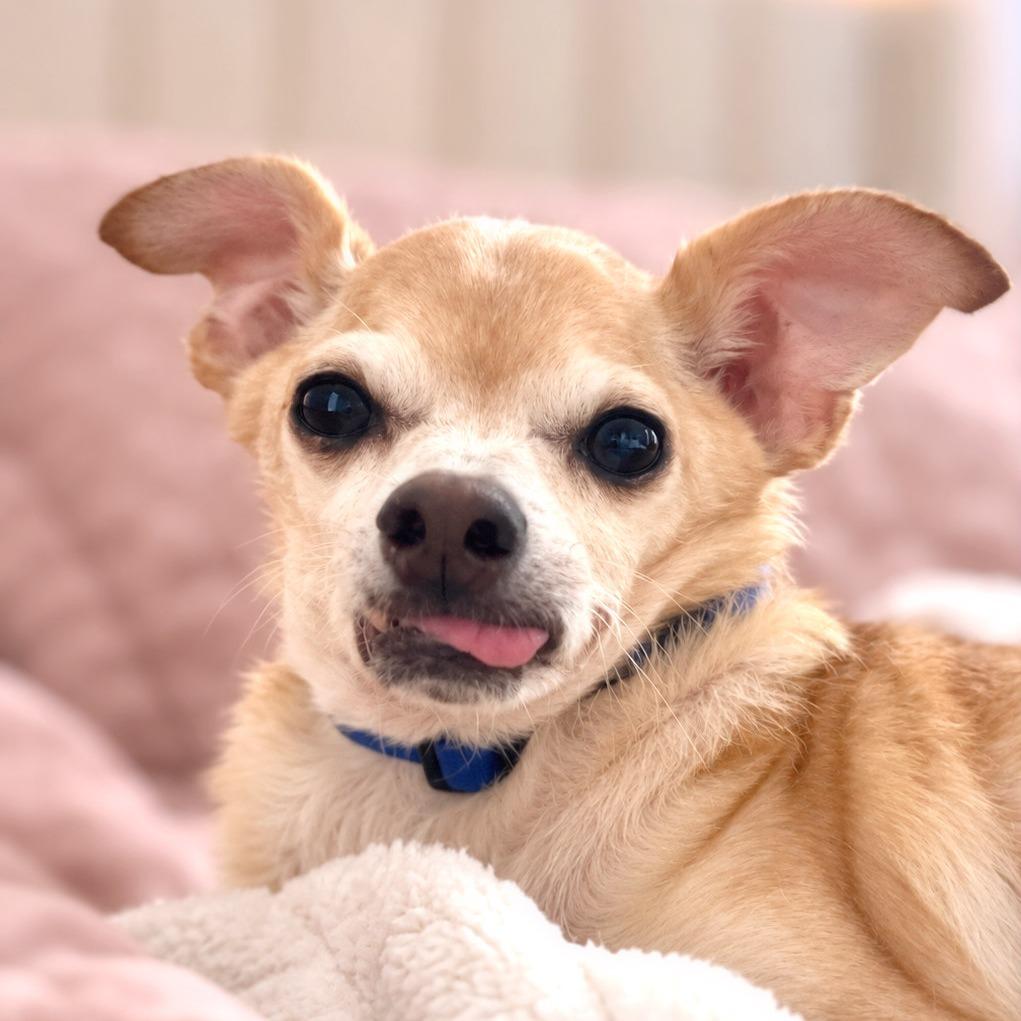 Rue, Adoptable, Senior Male Chihuahua.